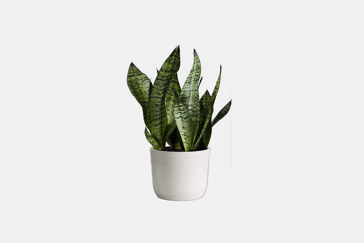 1-800-Flowers Snake Plant