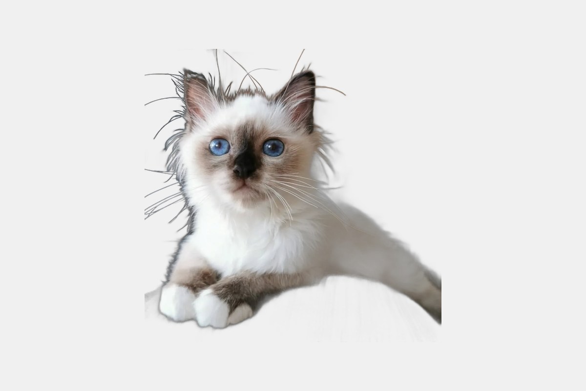 Birman Kitten