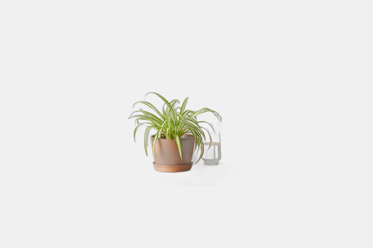 Bloomscape Spider Plant