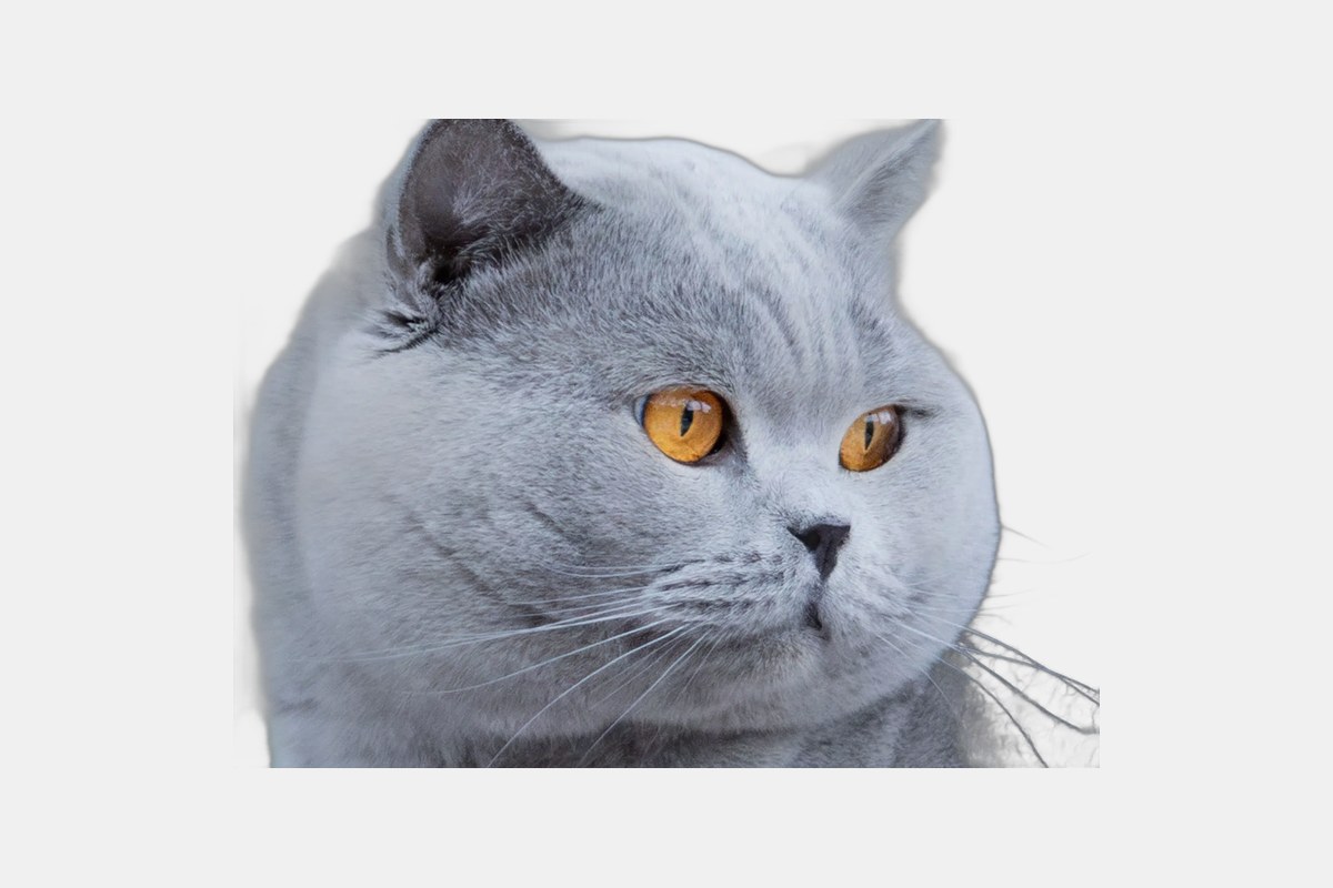 British Shorthair Kitten