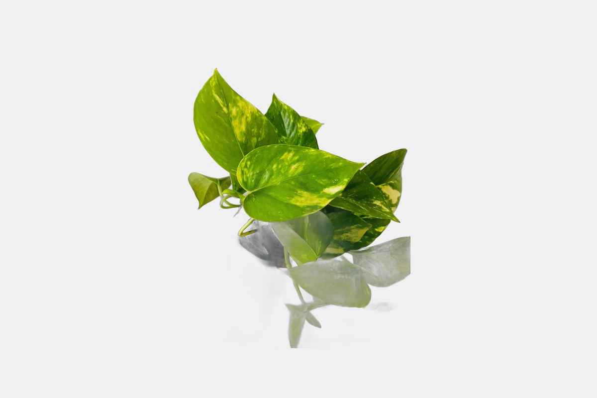 BrumleyandBloom Golden Pothos