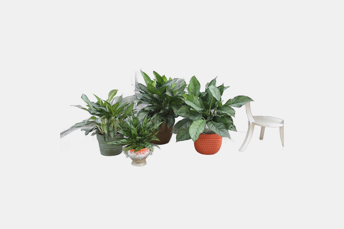 Costa Farms Chinese Evergreen