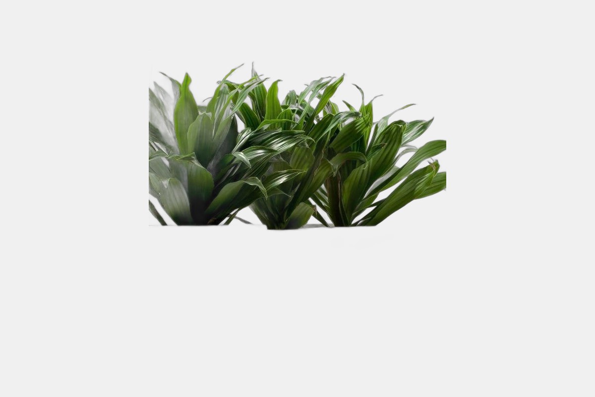 Dracaena Compacta Janet Craig