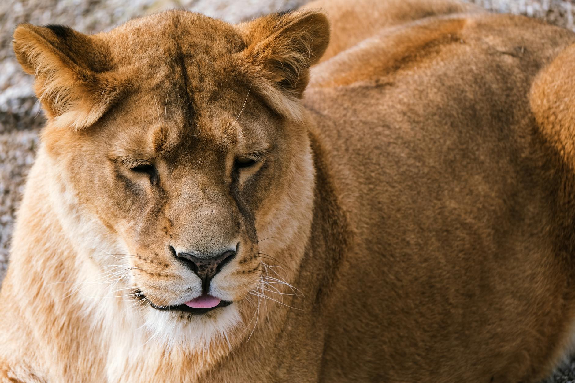 Famous Leo Celebrities: Charismatic Stars Born Under the Lion Sign