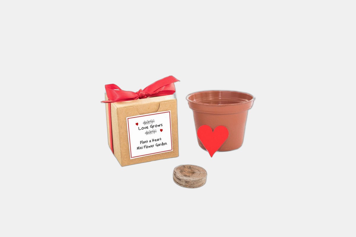 Love Grows Together Plant Kit