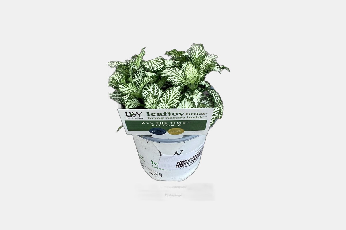 Network News All the Time Nerve Plant