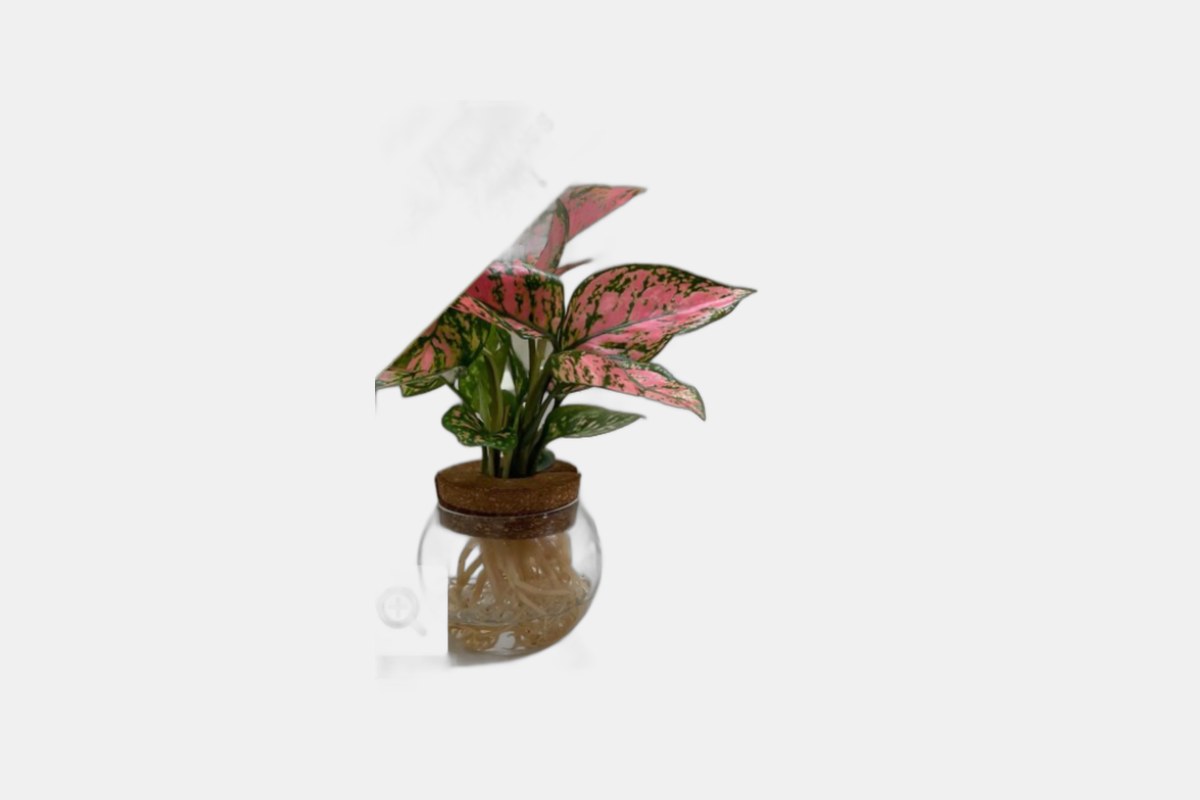 Proven Winners Igneous Ruby Crab Chinese Evergreen