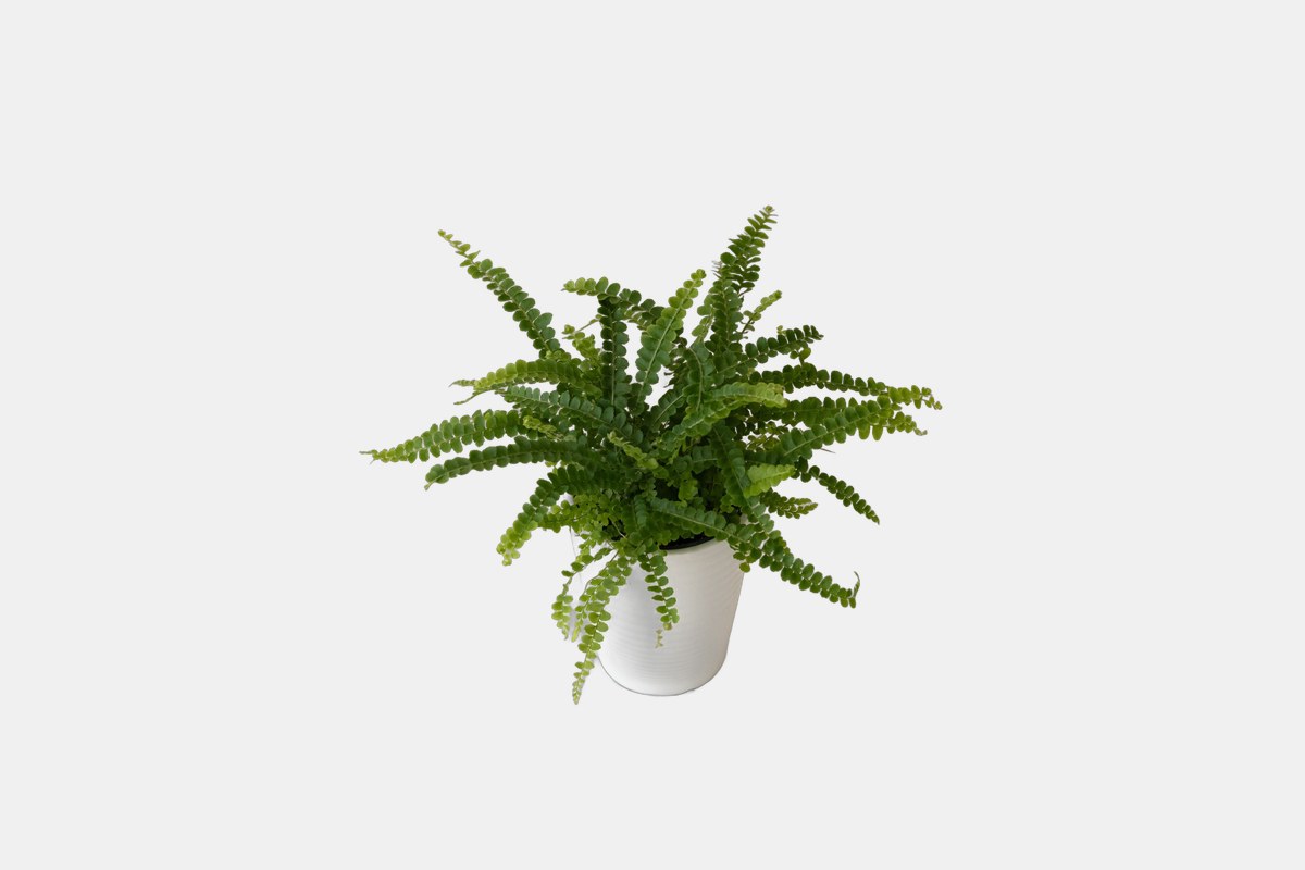 Proven Winners Living Lace Cute as a Button Button Fern