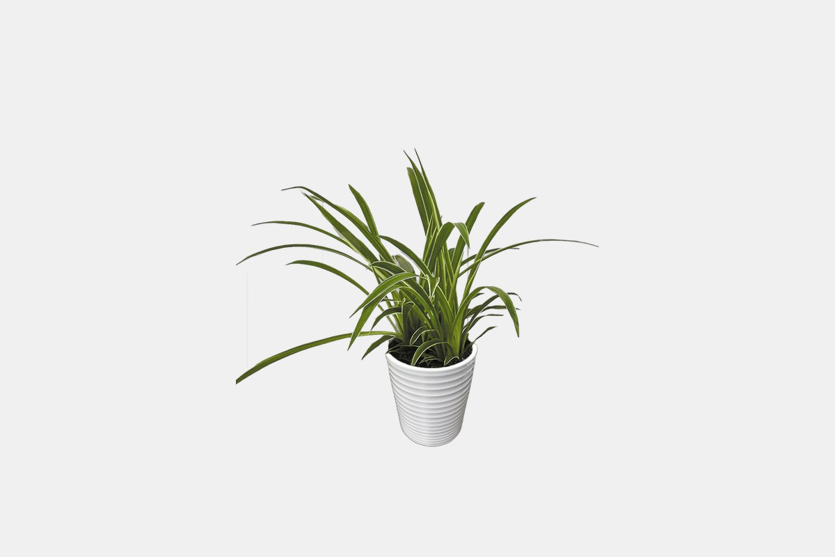 Proven Winners Urban Arches Pixie Punk Spider Plant
