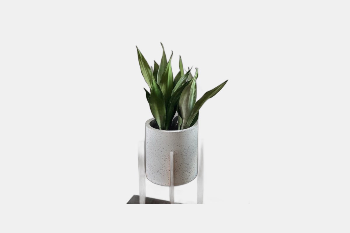 Snake Plant Sansevieria trifasciata Moonshine