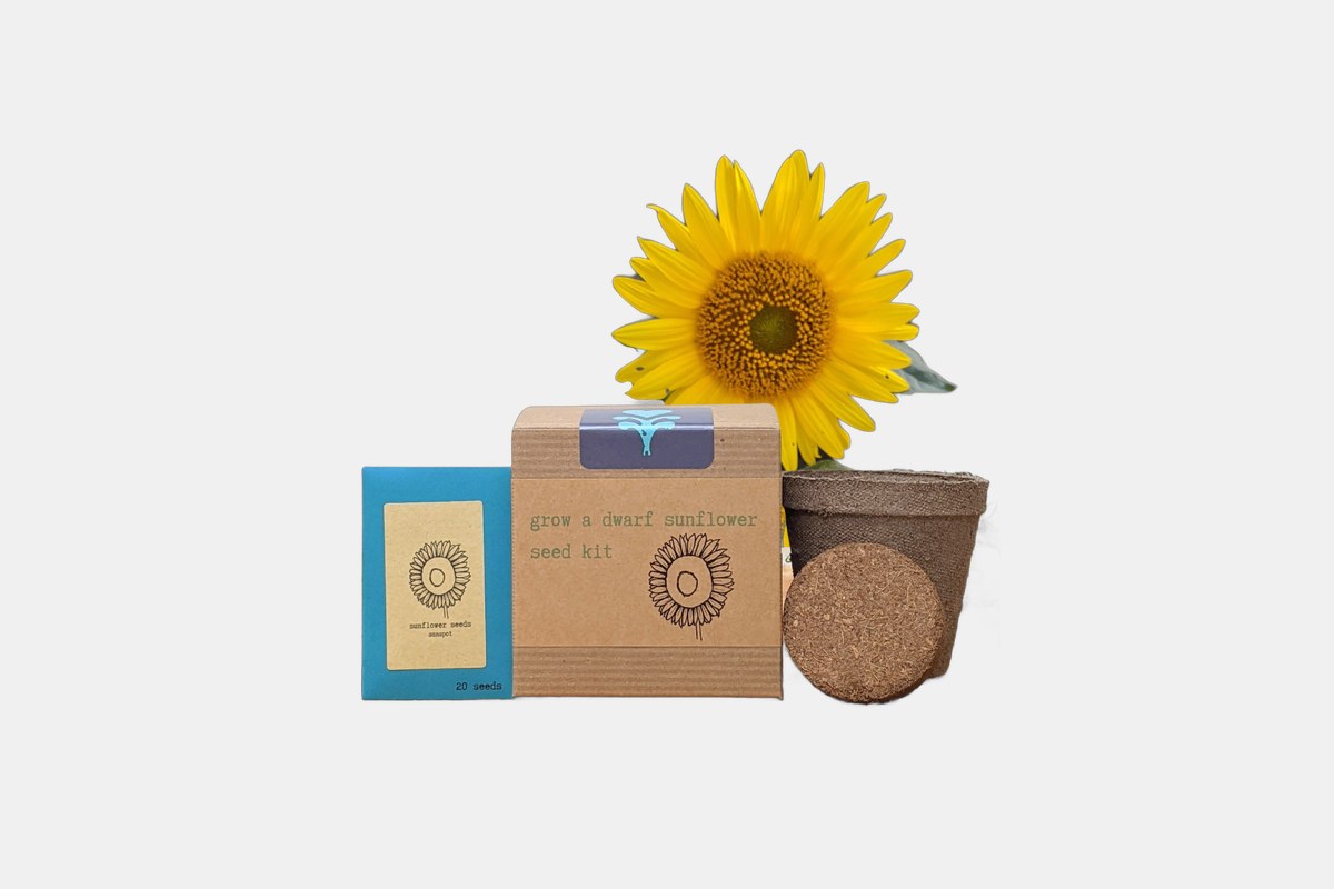 Sunflower Grow Kit