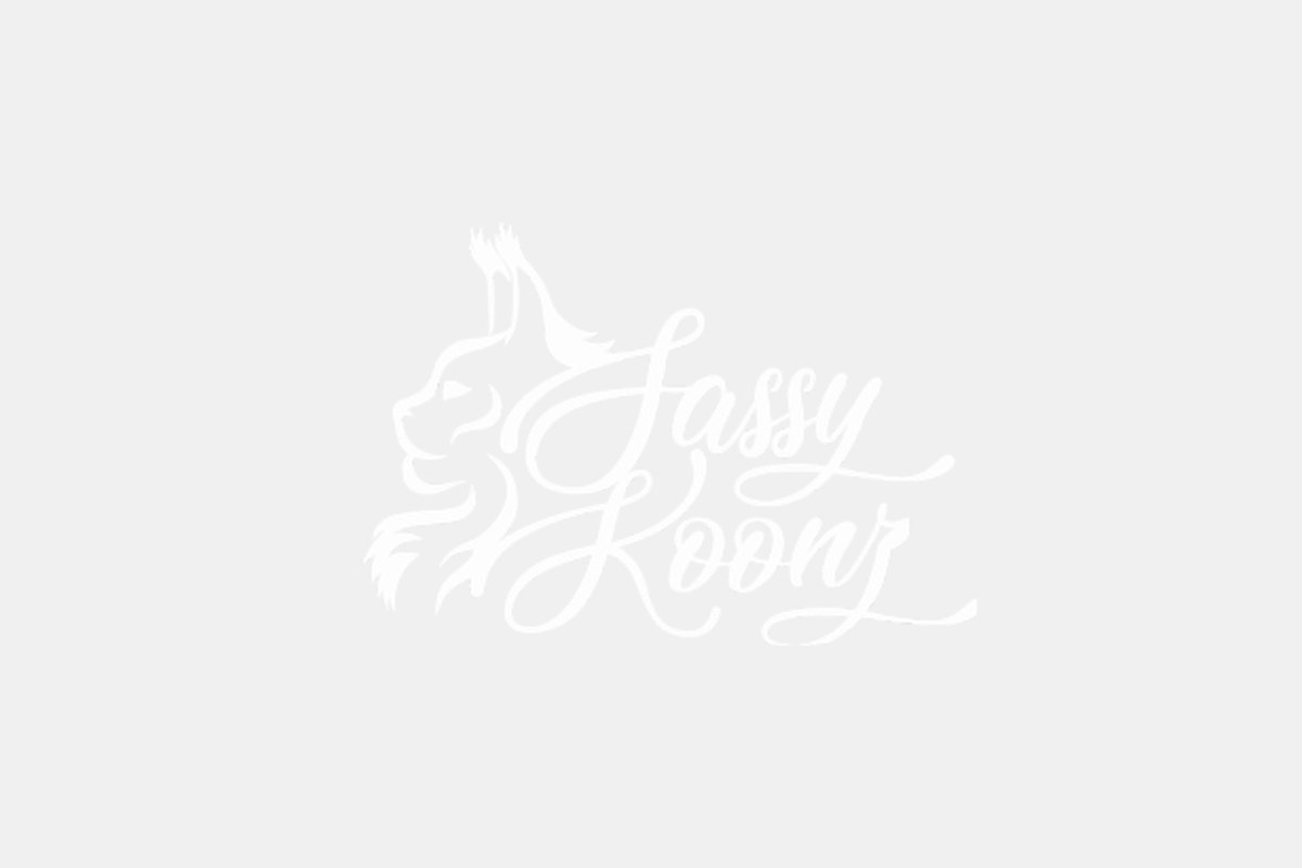 The 13 Best Cat Breeds for First-Time Owners