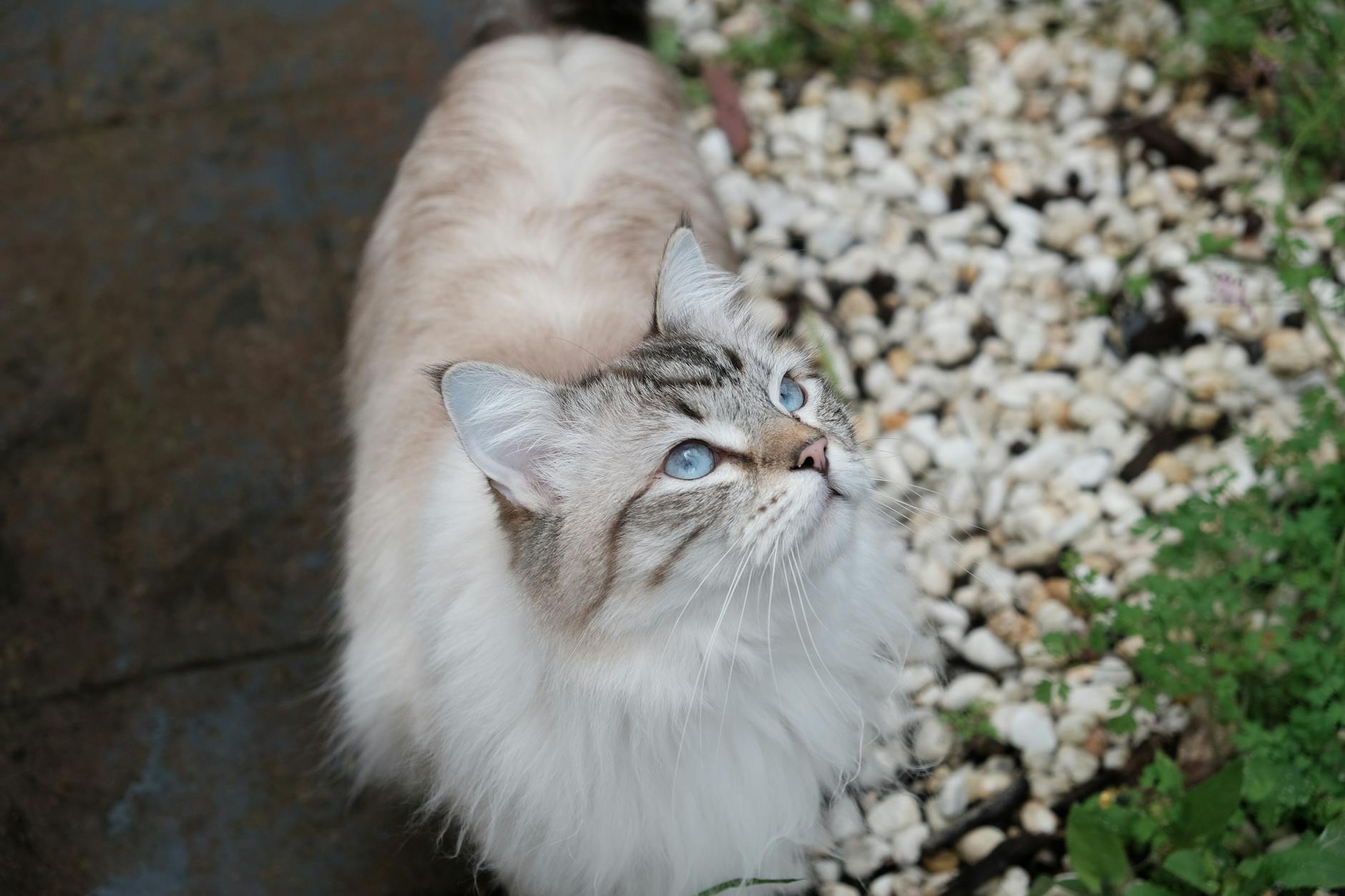 Top 13 Cat Breeds