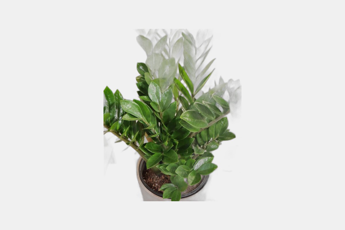 ZZ Plant Zamioculcas zamiifolia